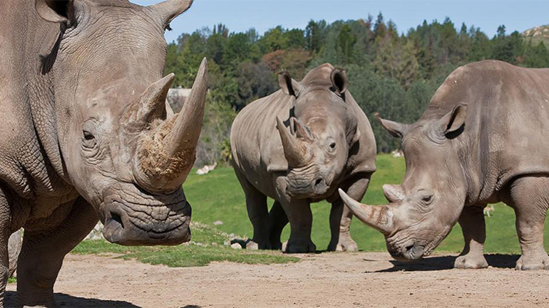 white rhinos in zoo